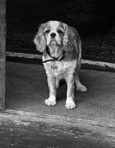 Picture of a dog in black and white