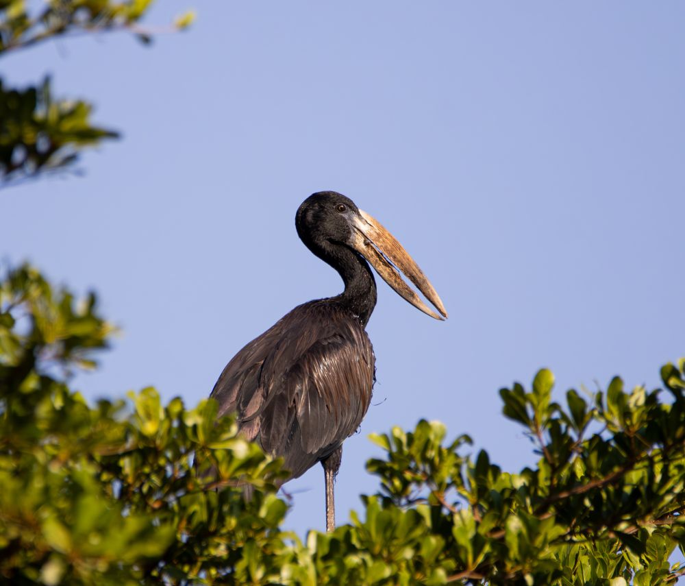 African Openbill bird sat at the top of a tree. 