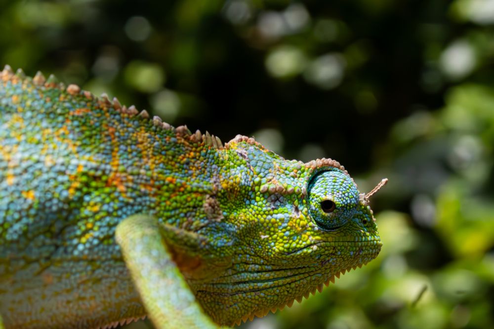 Brightly coloured chameleon 
