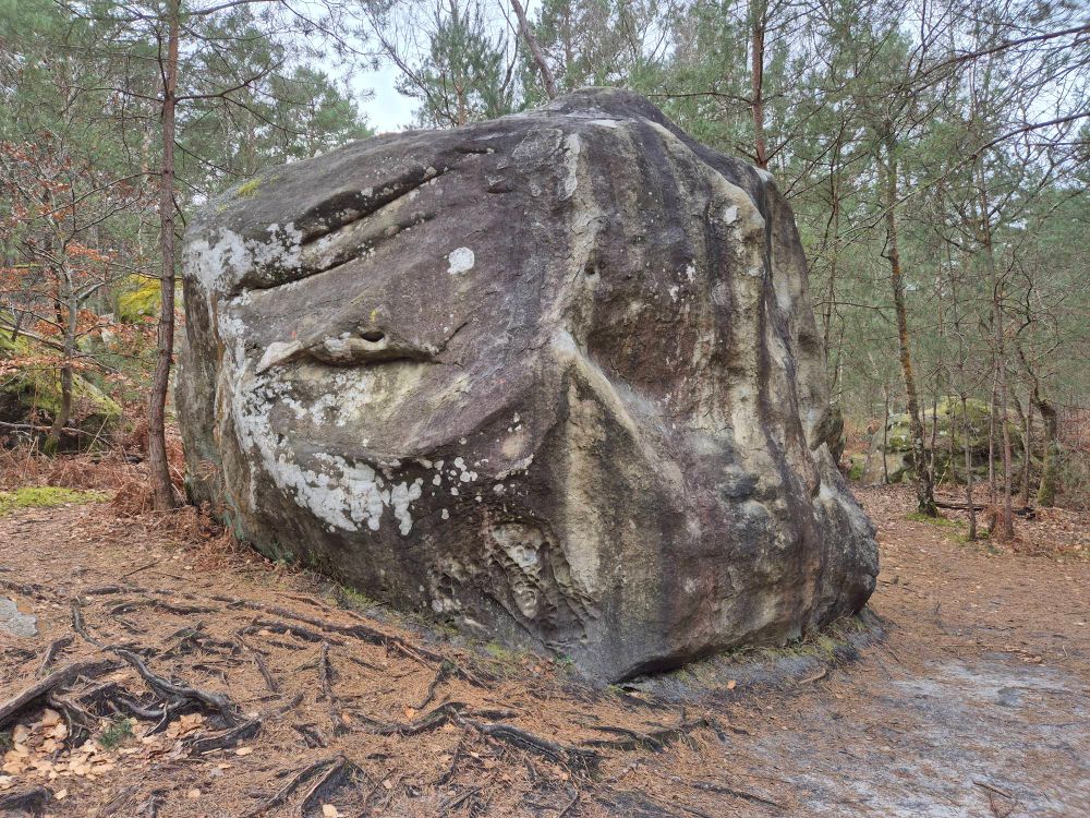 Photo d'un gros rocher pret à etre escalader a fontainebleau au milieu des arbres 