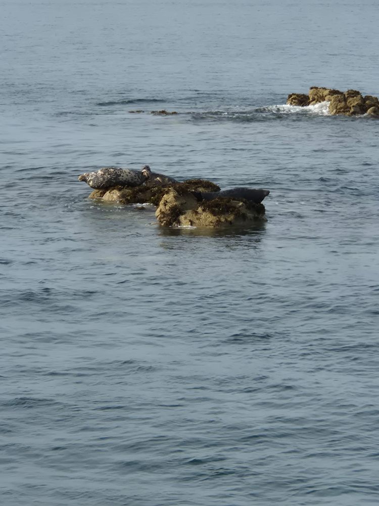 Photo d'un phoque vautré sur un rocher plus petit que lui qui dépasse de la mer