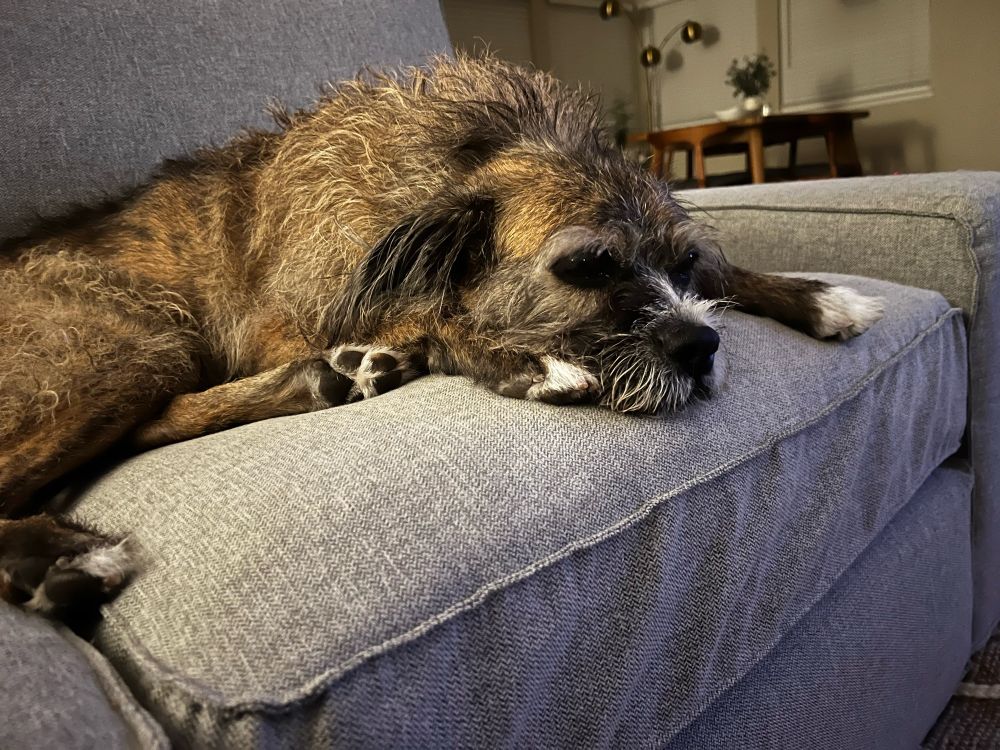 Brindle dog laying on gray couch. 