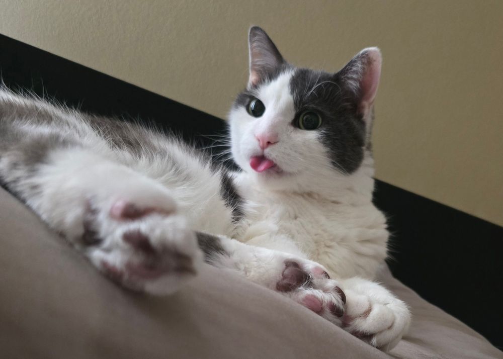 cat sticking tongue out