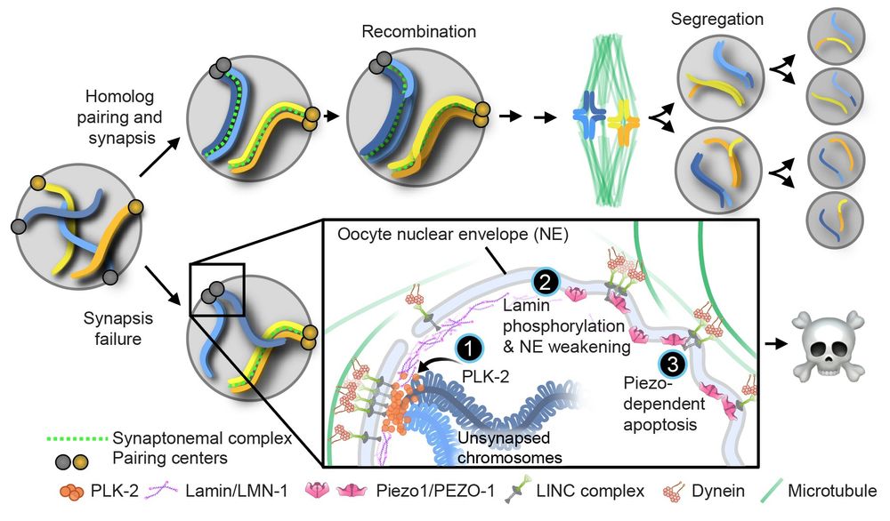 A Piezo-dependent checkpoint mechanism at the nuclear envelope monitors oocyte quality. Pairing, synapsis, and recombination between homologous chromosomes are essential for accurate meiotic chromosome segregation. In C. elegans, synapsis failure promotes apoptosis of affected oocytes. After synapsis defects occur, PLK-2 persists at the pairing centers (1) and phosphorylates the nuclear lamin (2). This destabilizes the nuclear envelope and triggers Piezo–dependent apoptosis (3).