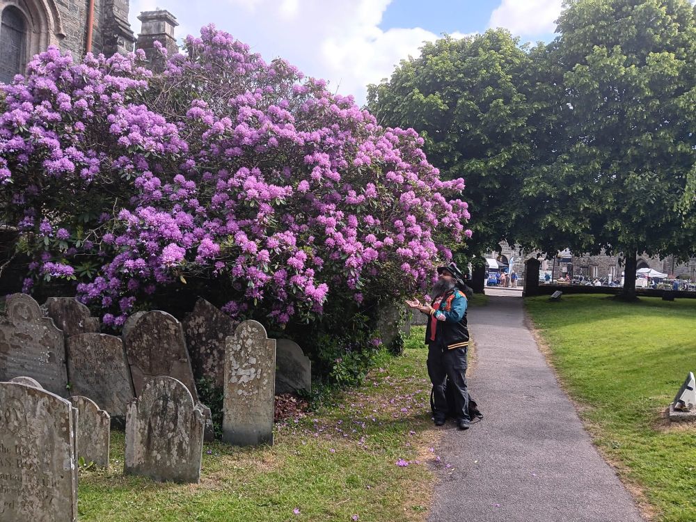 Pink flowers in a graveyard; England.