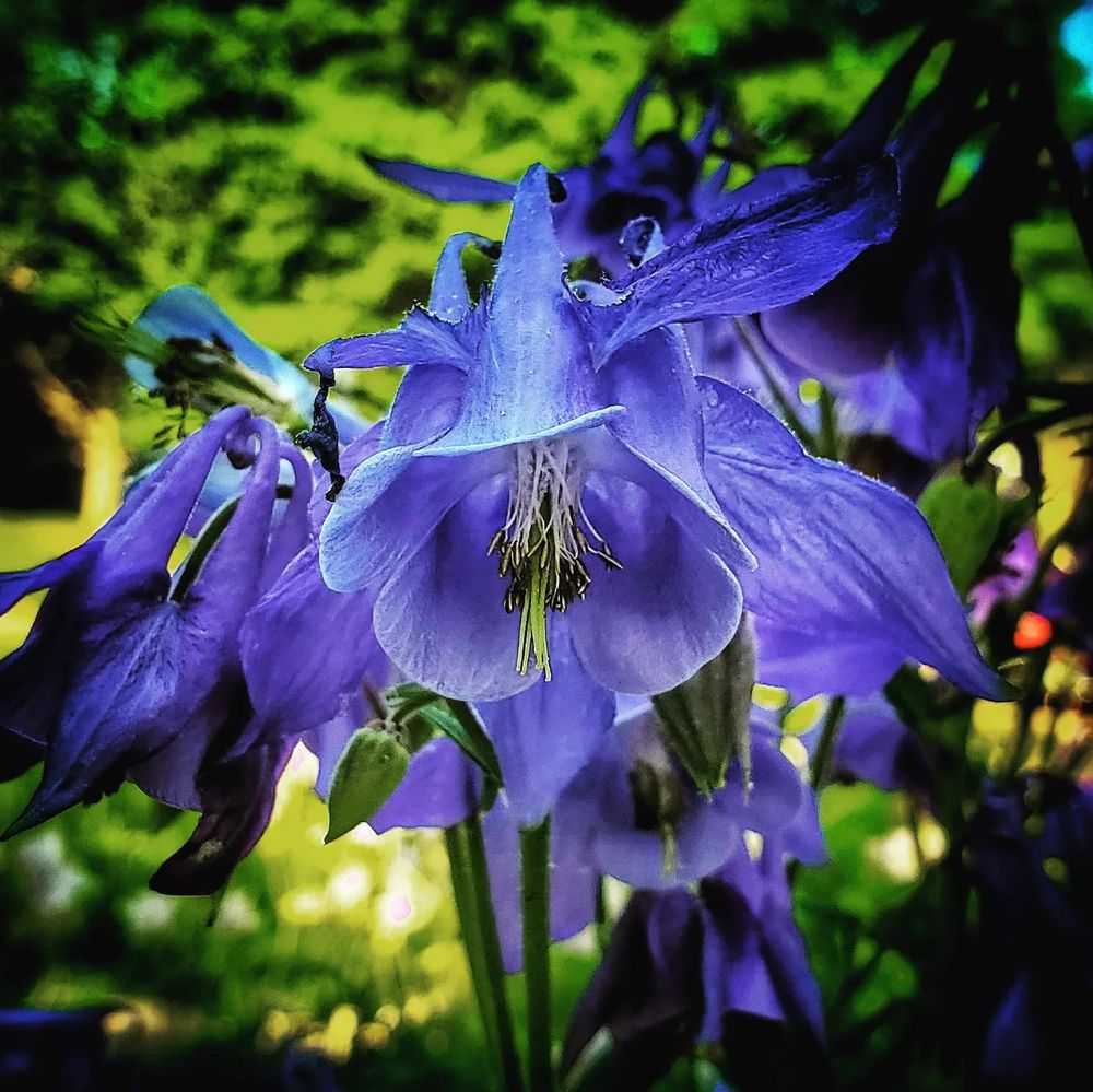 Blue Columbine flowers