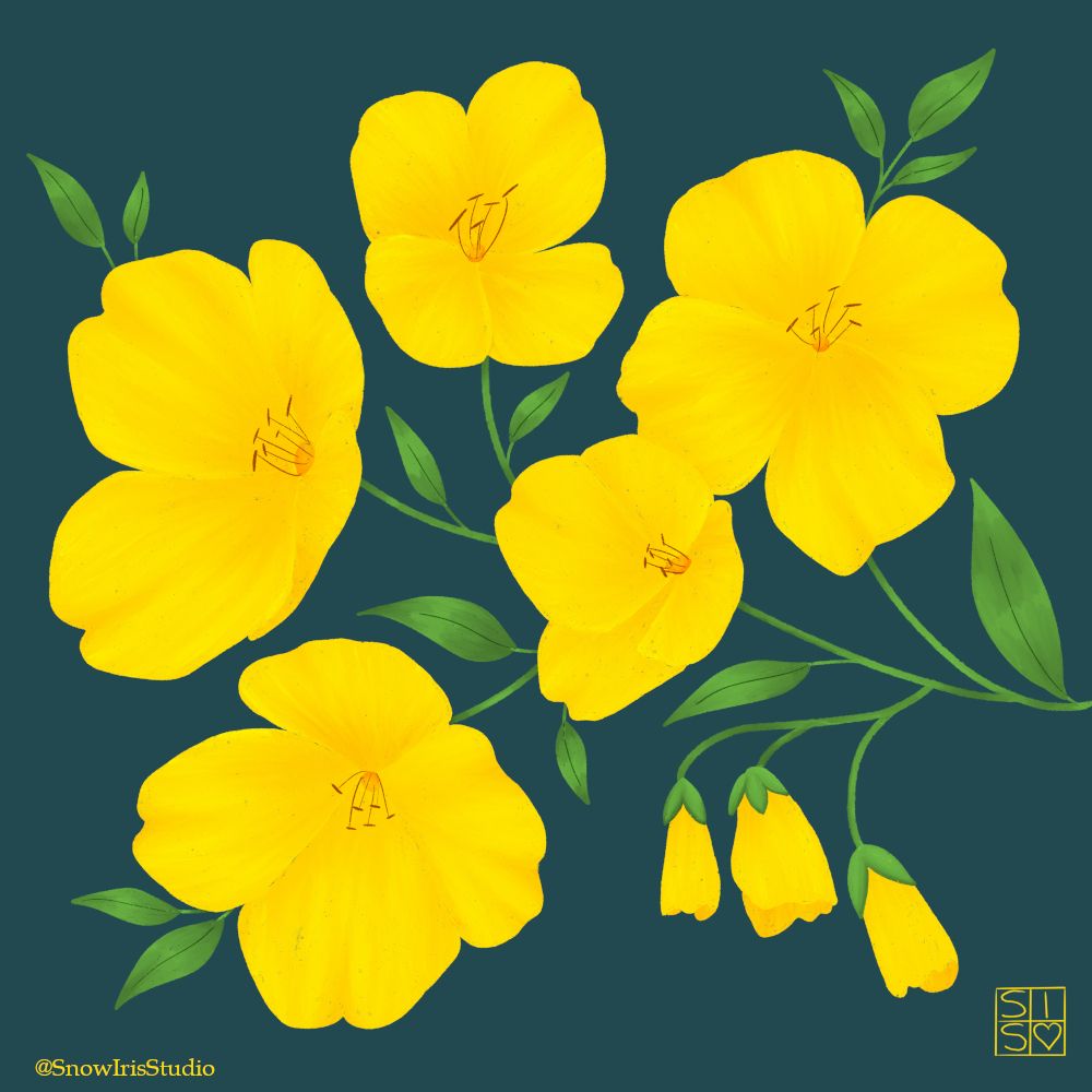 A sprig of bright yellow four petal flowers on a dark blue green background. 