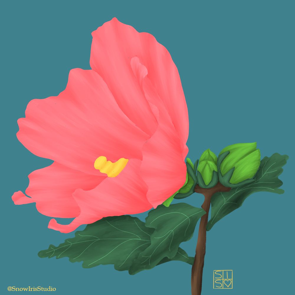 Digital art of a pink Rose of Sharon flower from the side with a couple of green buds behind it. Done in Procreate. 