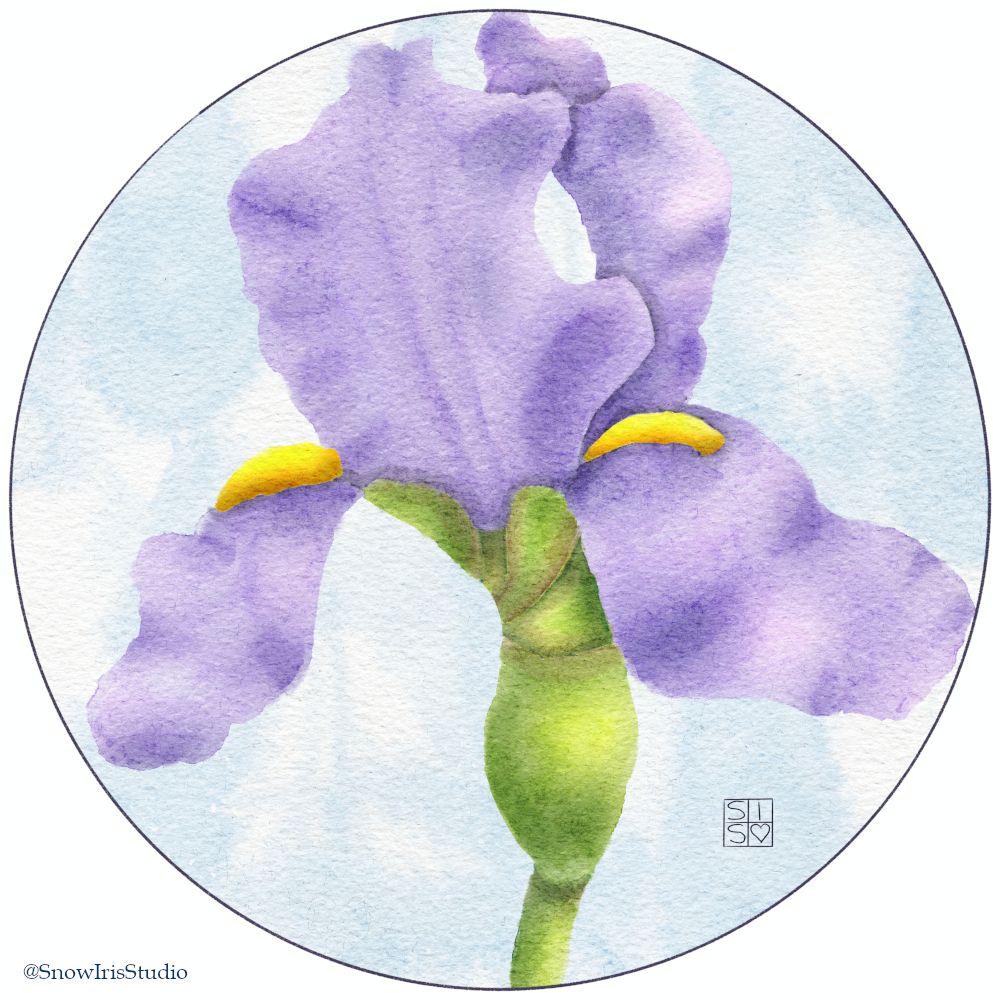 A purple bearded iris flower done in a watercolor style. 