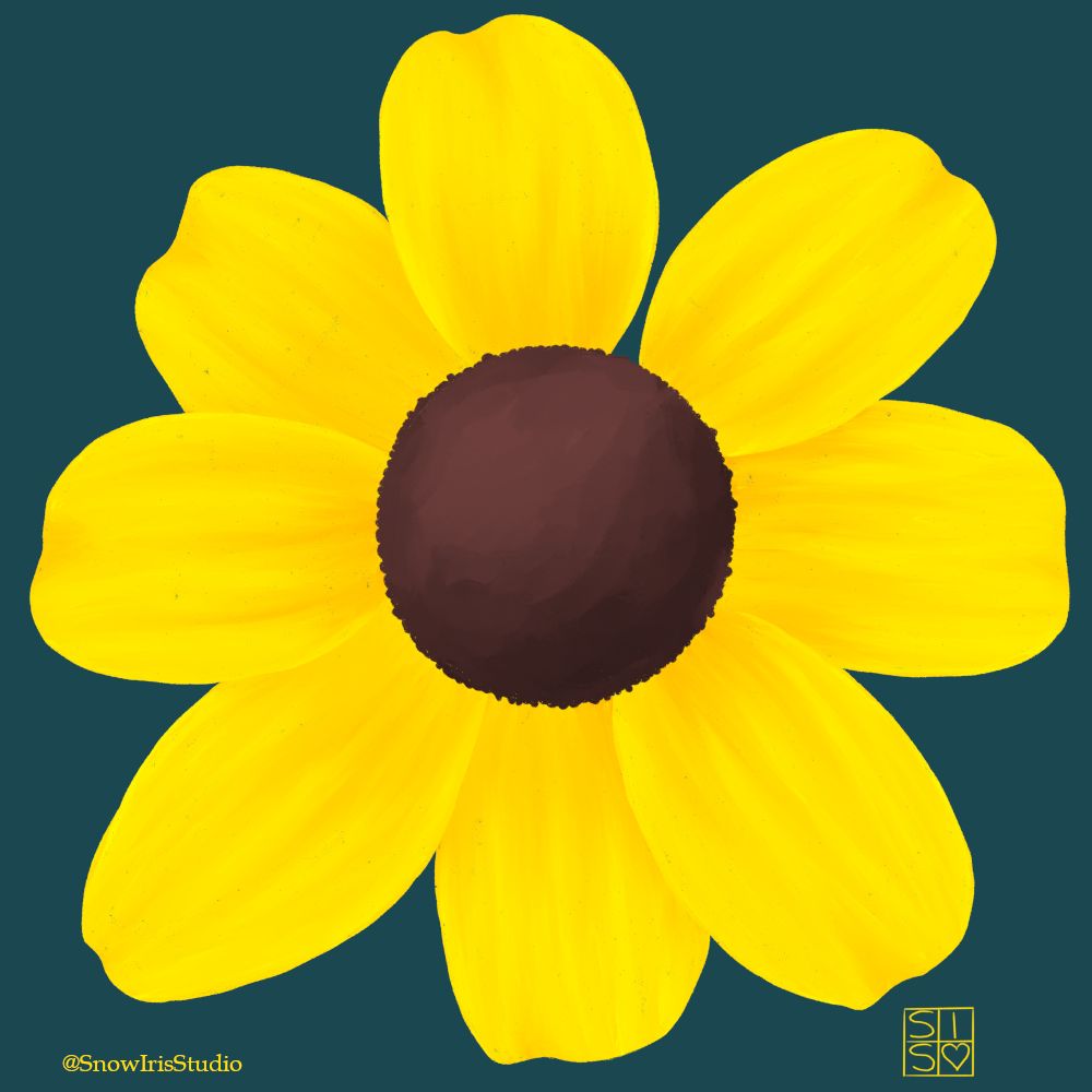 A yellow Brown-Eyed Susan flower on a dark blue-green background. Done in Procreate. 