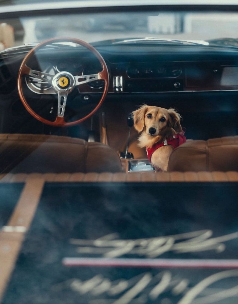Leo Leclerc, a golden dachshund, sitting inside a Ferrari and looking at the camera.