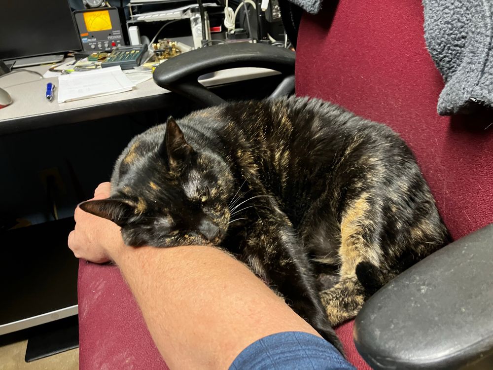 the cat jumped onto the chair i was using as an armrest, curled up and used my wrist as a pillow. i can wait here all day if i must.