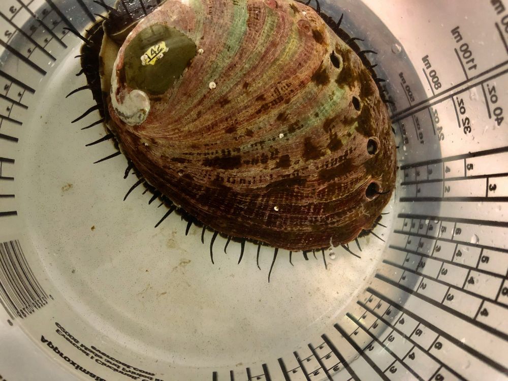 This adult abalone just released her eggs after a spawning event at UC Davis Bodega Marine Laboratory. (Isabelle Neylan, UC Davis)