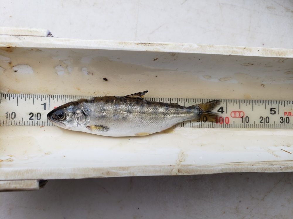 Juvenile salmon from Putah Creek placed in white trough between the 1 and 4 inch reading on a black and white measuring tape. Photo by Lauren Hitt, UC Davis