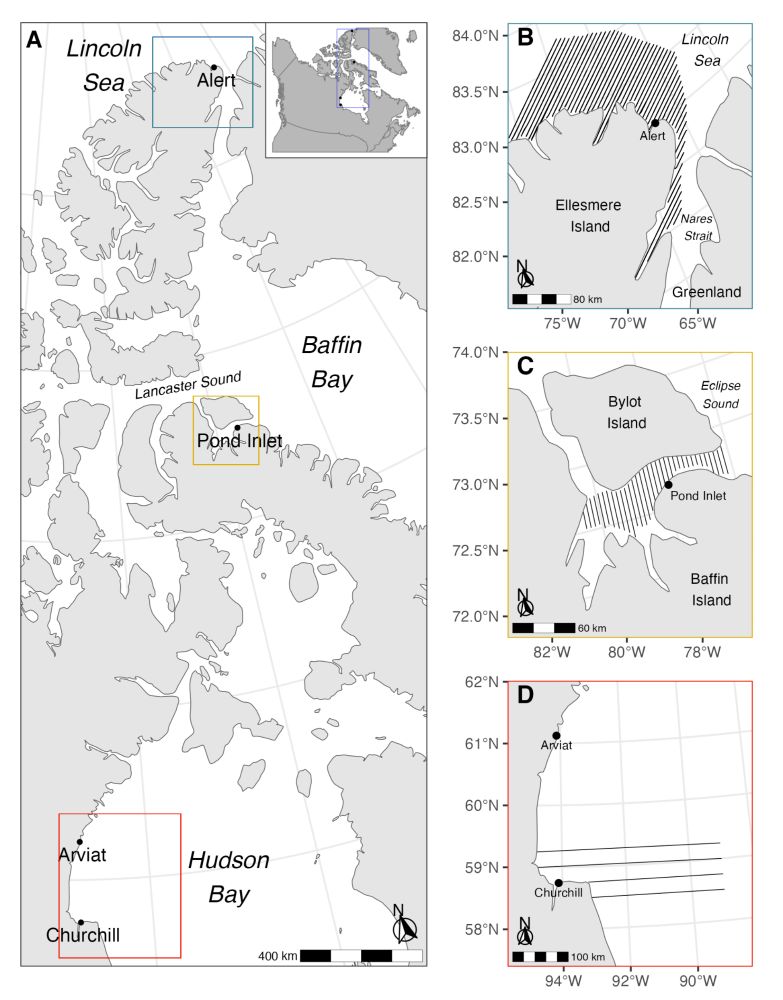 Figure of the eastern Canadian Arctic with colored boxes outlining the regions surveyed for the study and the panels  outlined with the corresponding colour highlighting a more detailed map of the specific region with the survey lines flown for that survey (Blue/B: High Arctic, Yellow/C: Intermediate Arctic, Red/D: Low Arctic)