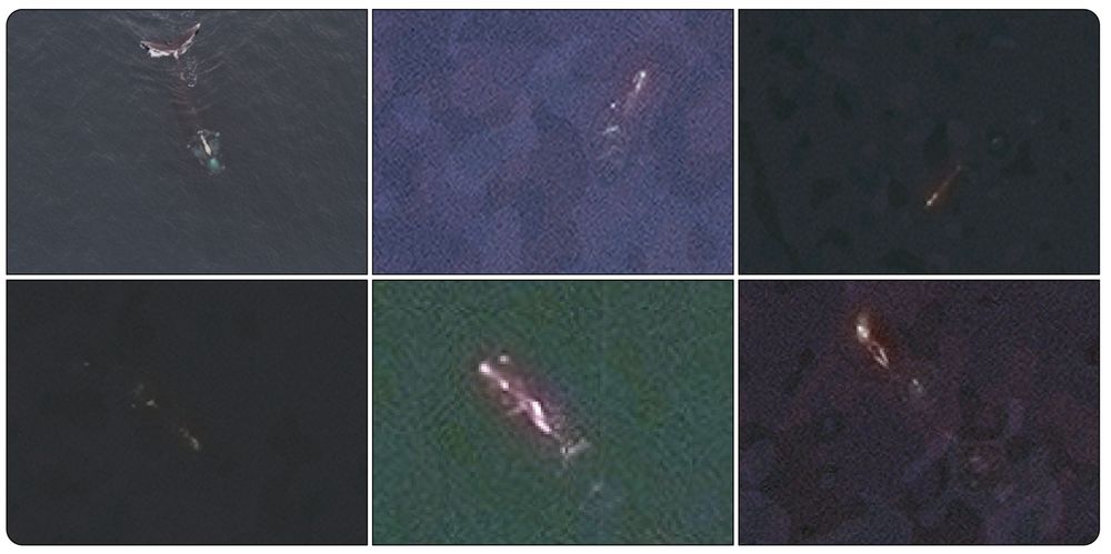 Examples of whales at the surface of the ocean in satellite images