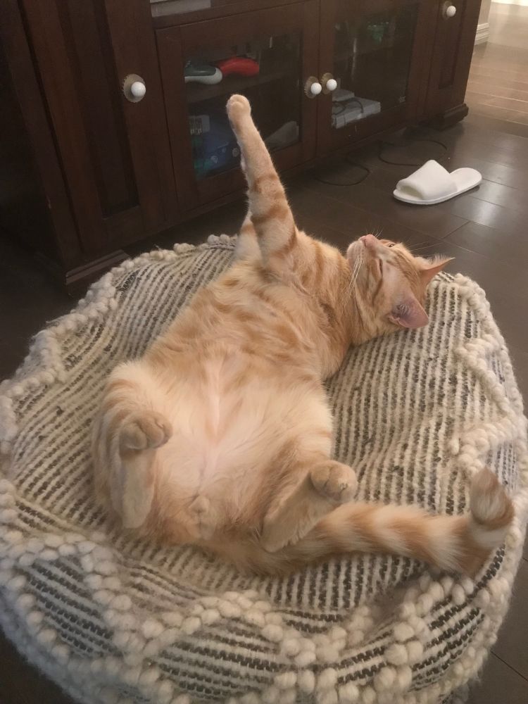 orange cat sleeping on back with rear paws up in the air and body twisted halfway so its arms are extended to its right