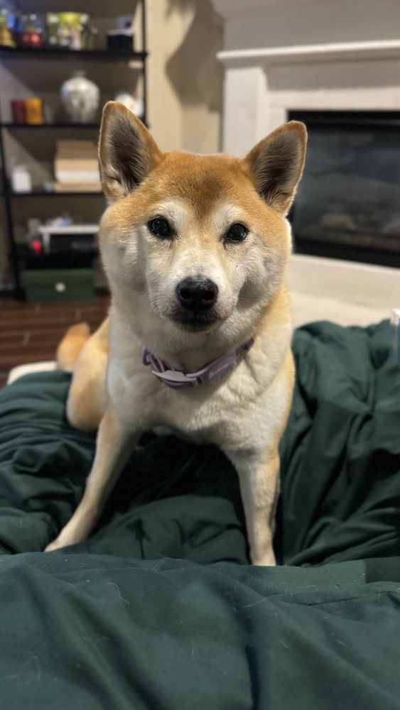 A red Shiba Inu sitting on a green blanket looking at the camera. 