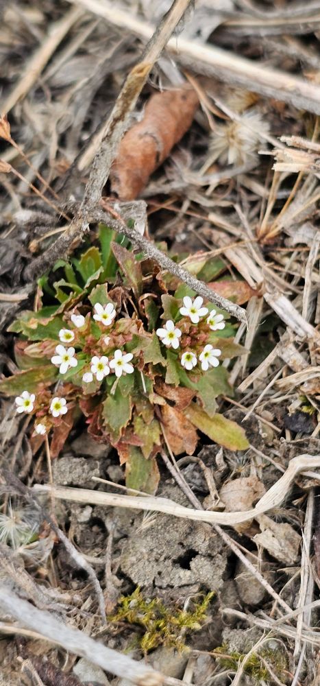 Picture of Androsace Septentrionalis, Pygmyflower Rock Jasmine