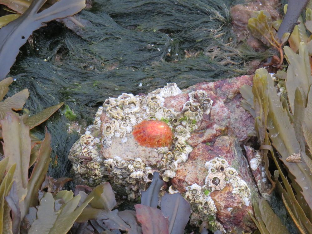 A red limpet on a barnacle encrusted rock in a green rock pool.
