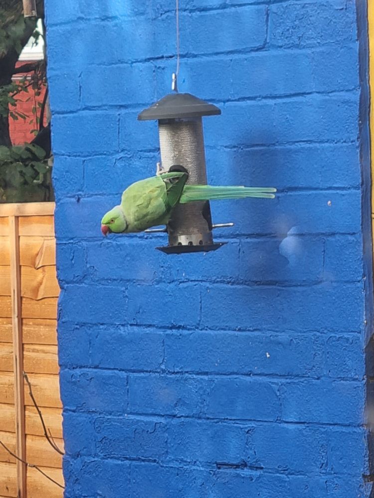 Green parakeet gripping on to a seed feeder and looking behind