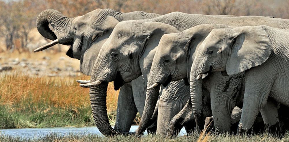 Female elephants rumble to say ‘let’s go!’ New study in Namibia shows males do too, a sign of unexpected social bonds