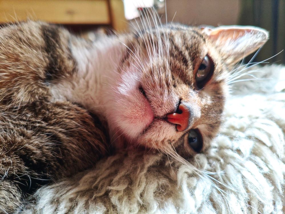 Brussbild von liegender, getiegerte Katze auf Schaffell