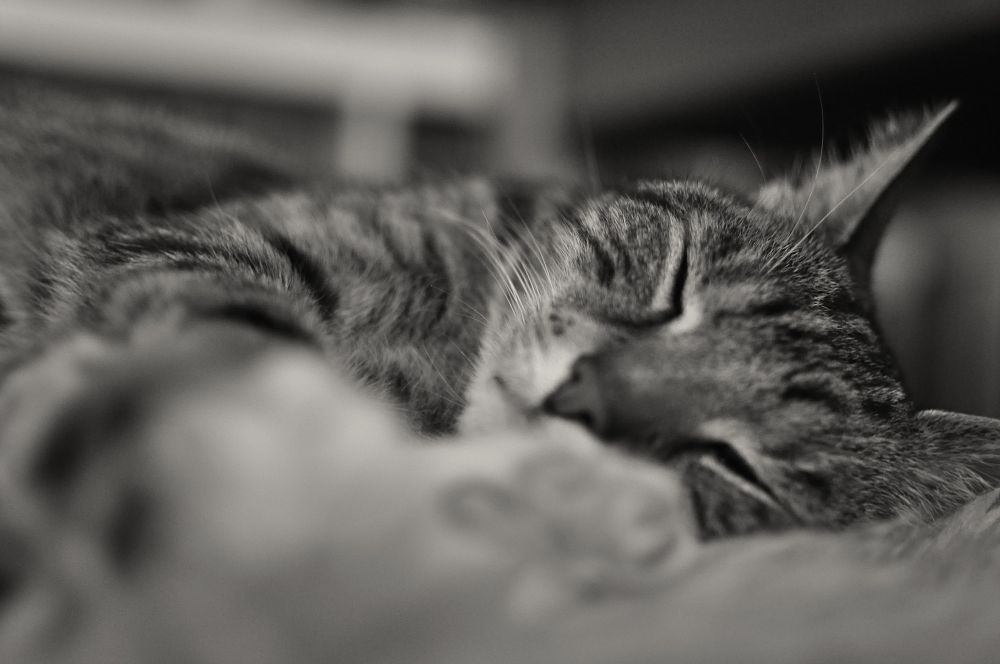 s/w. getiegerte katze liegt gemütlich auf der seite, die pfoten vorne unscharf im bild, rechts der kopf mit geschlossenen augen. hintergrund unscharf.