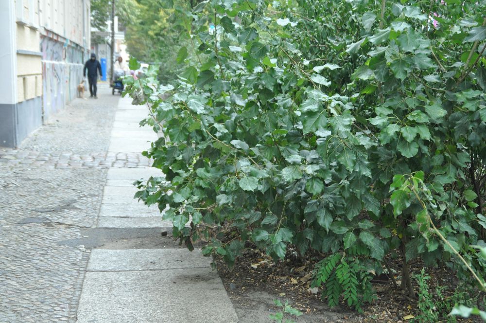gehweg mit platten und kleinpflastersteinen. aber das gestrüpp von der baumscheibe wächst schon auf den weg rüber. hinten unscharf passant*innen. links altbau-haus.