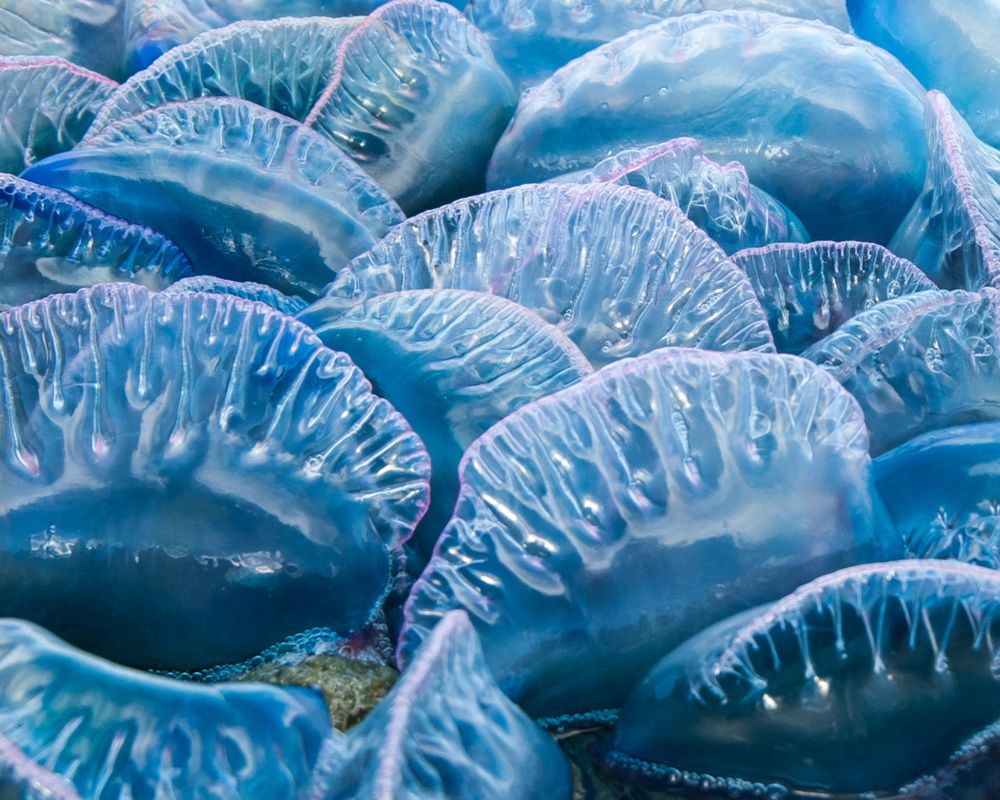 Don’t laugh, a nuclear power plant just shut down due to invertebrates overwhelming its intakes

 

Proponents of increased use of nuclear energy to power datacenters have a new foe: Jellyfish.…