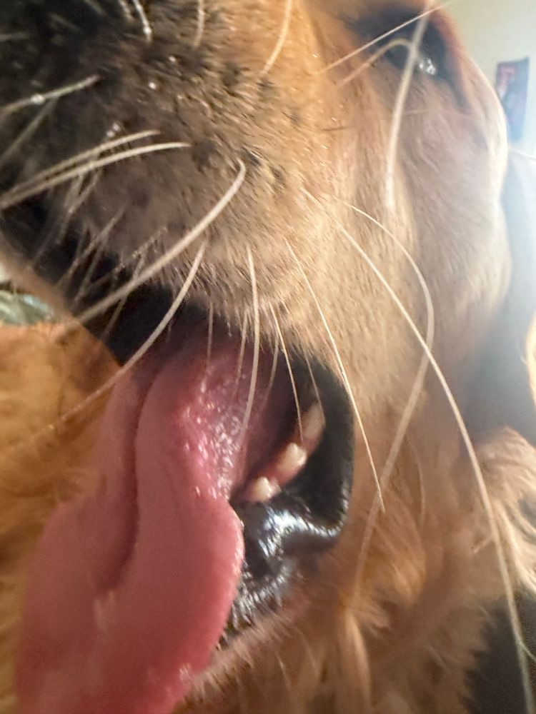 Close up of a yawning golden retriever 