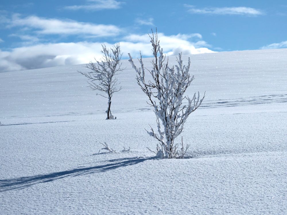 Photograph of two small winter trees on a slope.  The ground and the tree branches are covered with pristine white snow. There are shadows from the trees on the snow, and a blue sky with white clouds above.