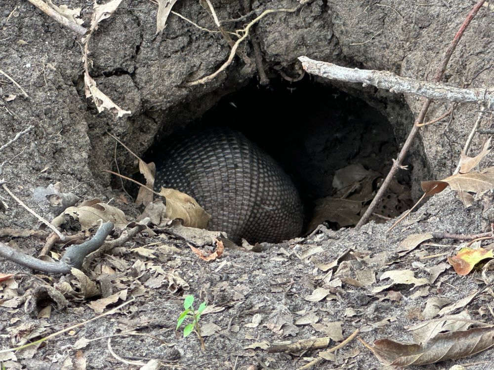 An armadillo hiding in a hole surrounded by sticks and leaf litter.