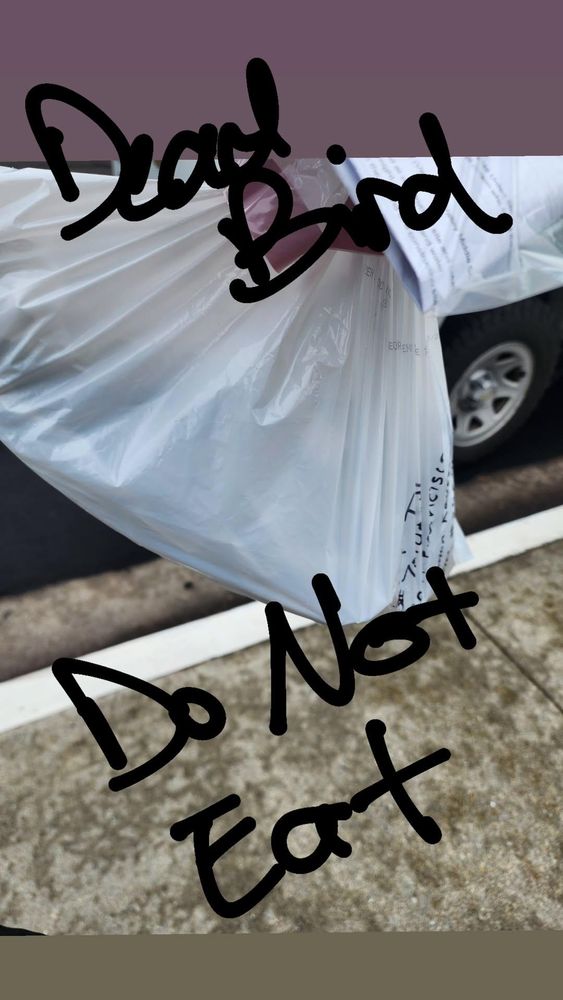 A picture of a large trash bag being held in the air and over it I have written dead bird Do not eat.