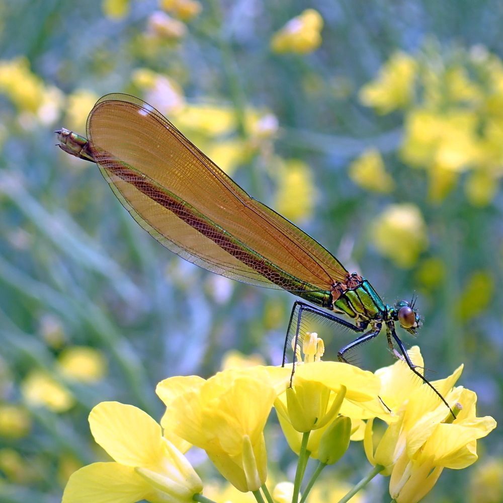 Beautiful Demoiselle (Calopteryx virgo) sitting on yellow flowers