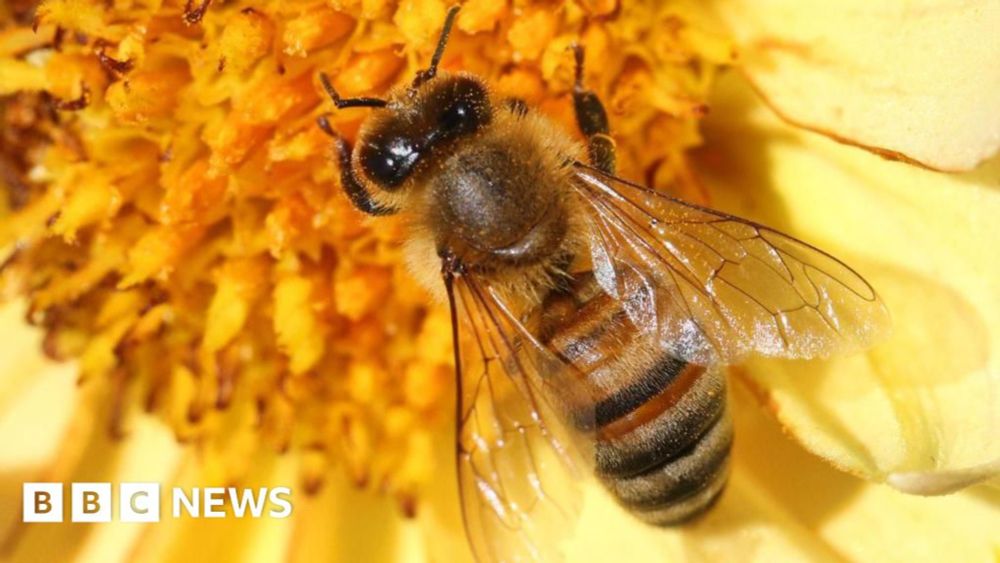 Wallingford UKCEH lab using bees to monitor climate change