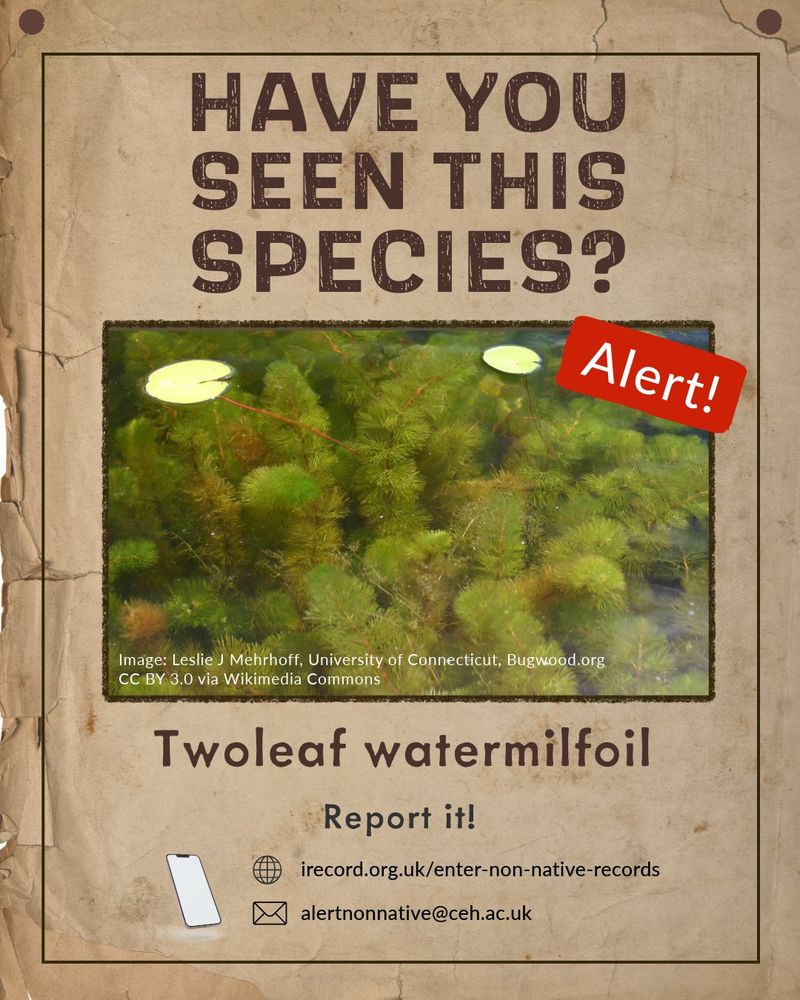 Image of twoleaf watermilfoil and text Have you seen this species Report it! 