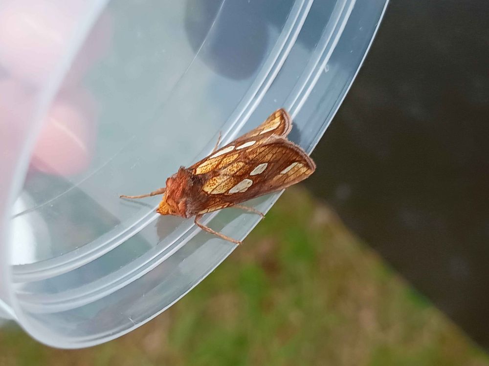 Gold spot moth sitting on the rim of a container
