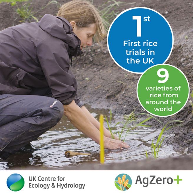Scientist planting rice in a field with two figures saying 1st rice trials in the UK; and 9 varieties of rice from around the world