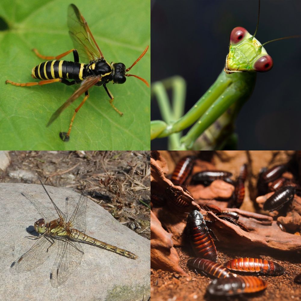 Clockwise from top left: Tenthredo sawfly, mantid, cockroaches, dragonfly