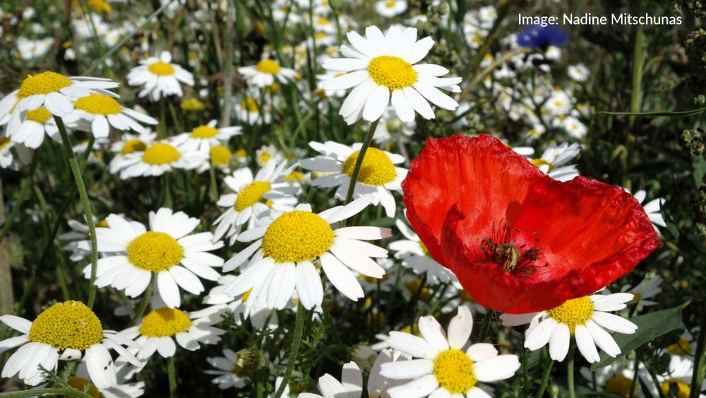 Mainly several Corn chamomile (Anthemis arvensis) and a single poppy
