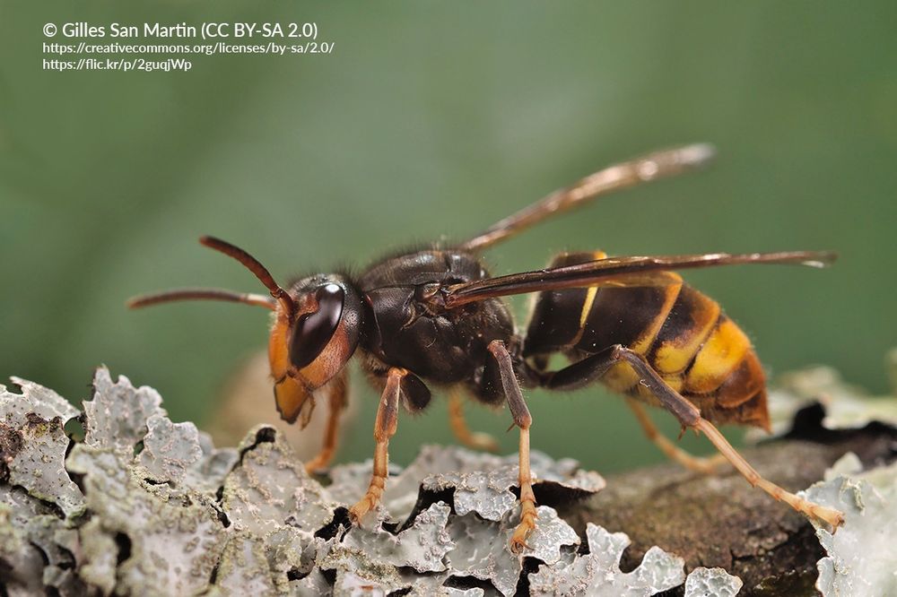 Yellow-legged hornet