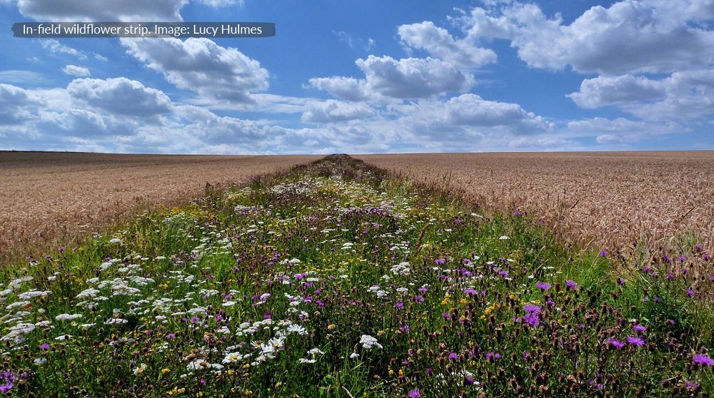 Wildflowers in an in-field strip in an arable field
