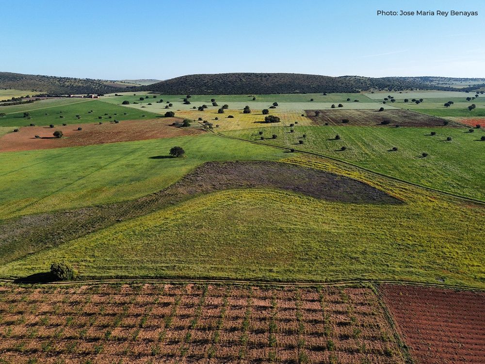 Aerial view over a farmland landscape in central Spain where different actions to rewild it have taken place in the last four years.