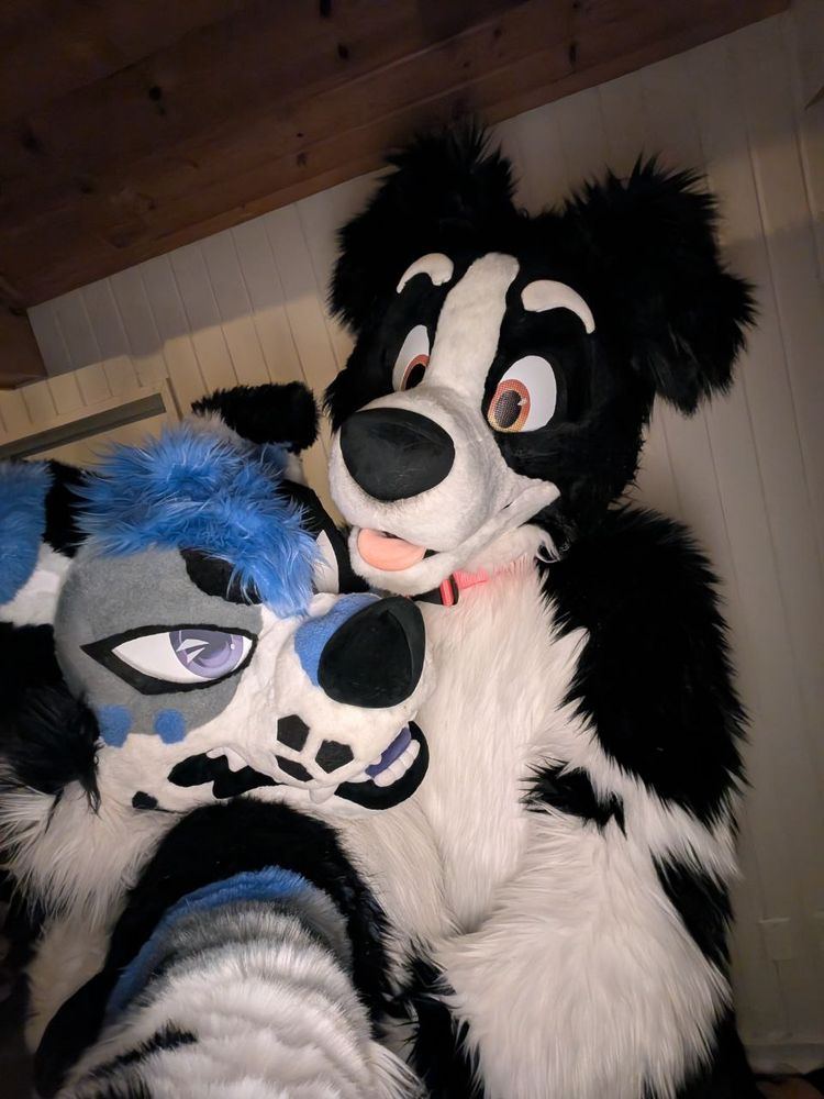 flop dogs!
