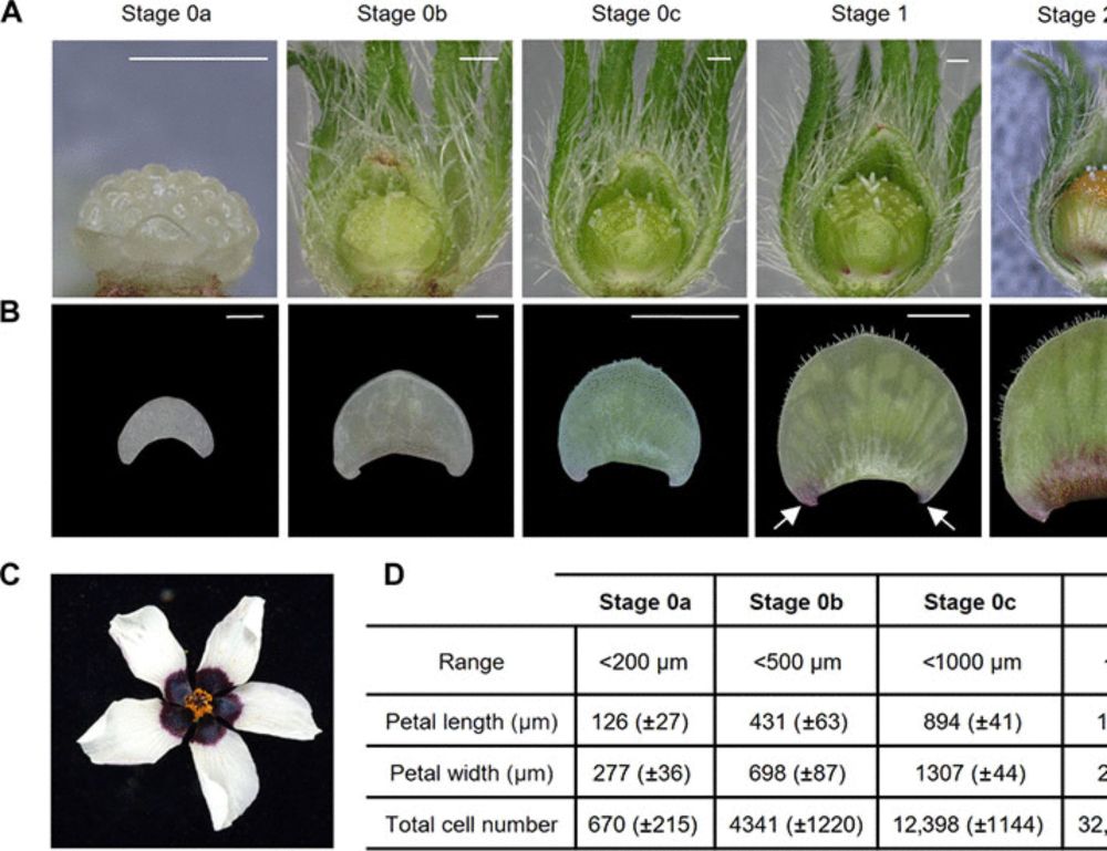 Hibiscus bullseyes reveal mechanisms controlling petal pattern proportions that influence plant-pollinator interactions