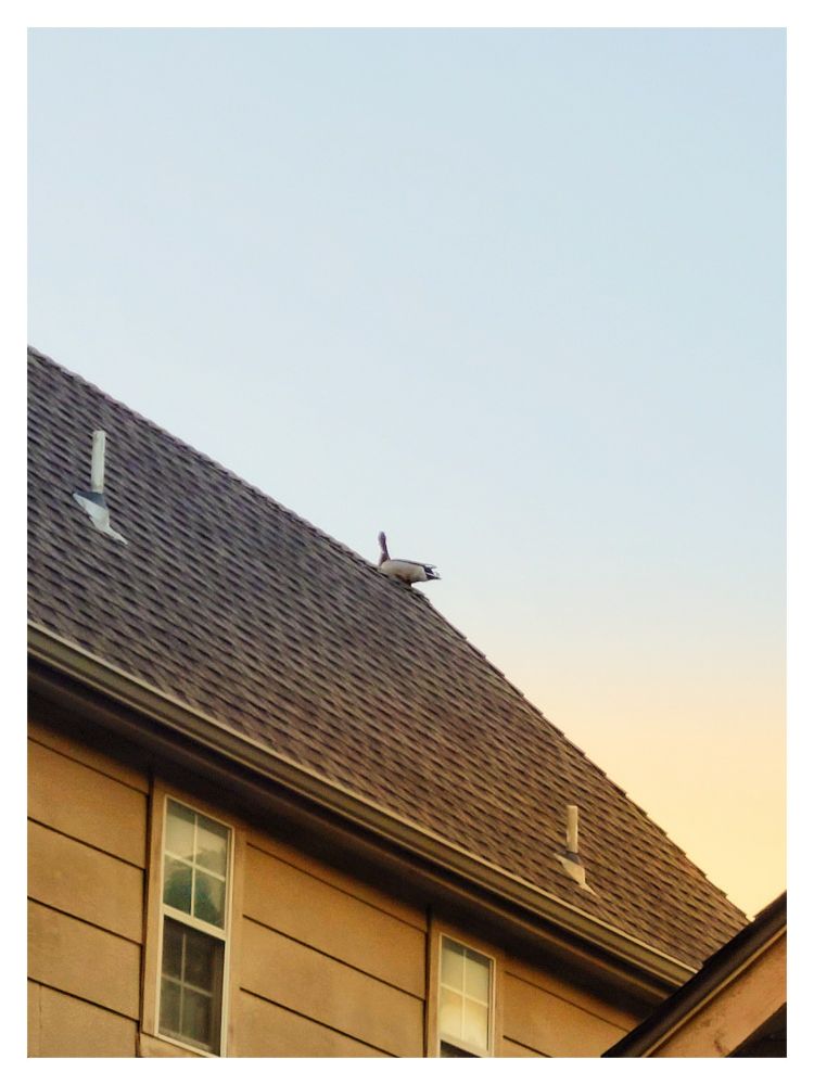 Duck on my neighbor's roof. 