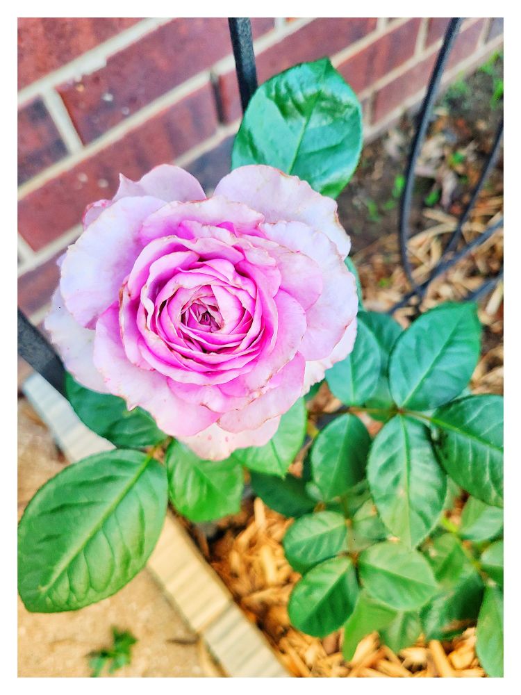 Rose in the flower garden.