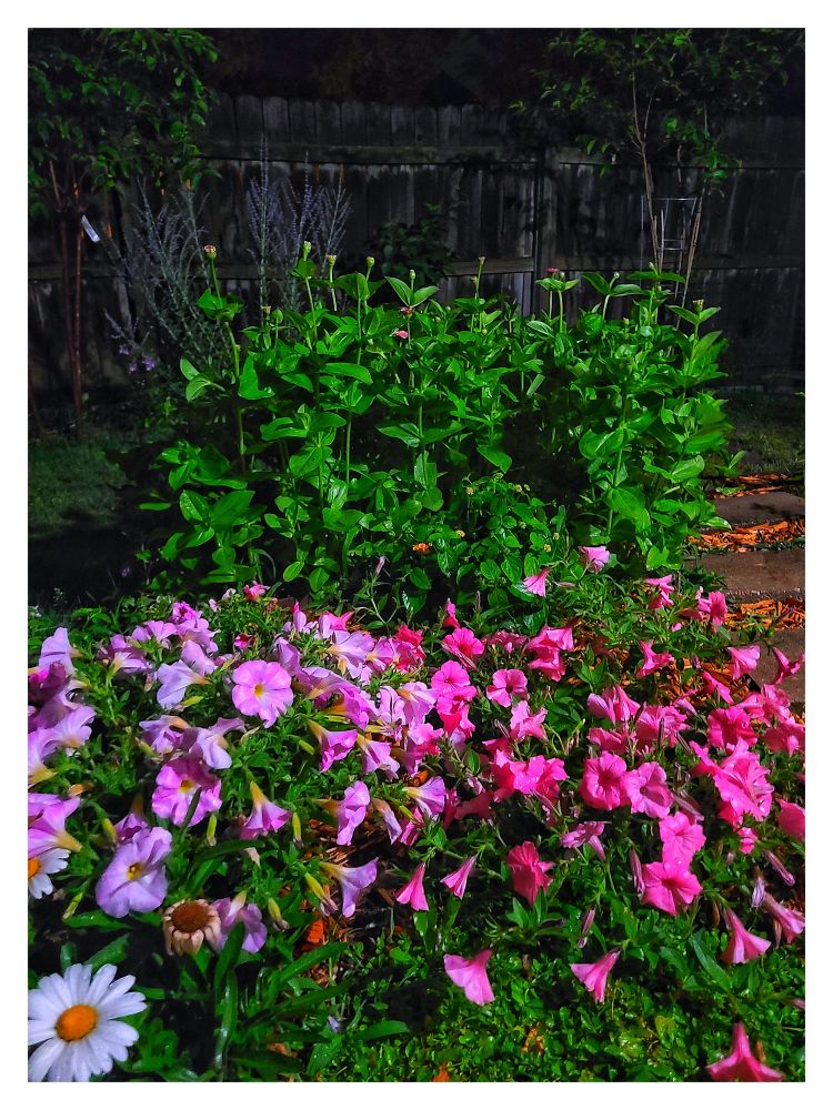 Flowers are getting crazy