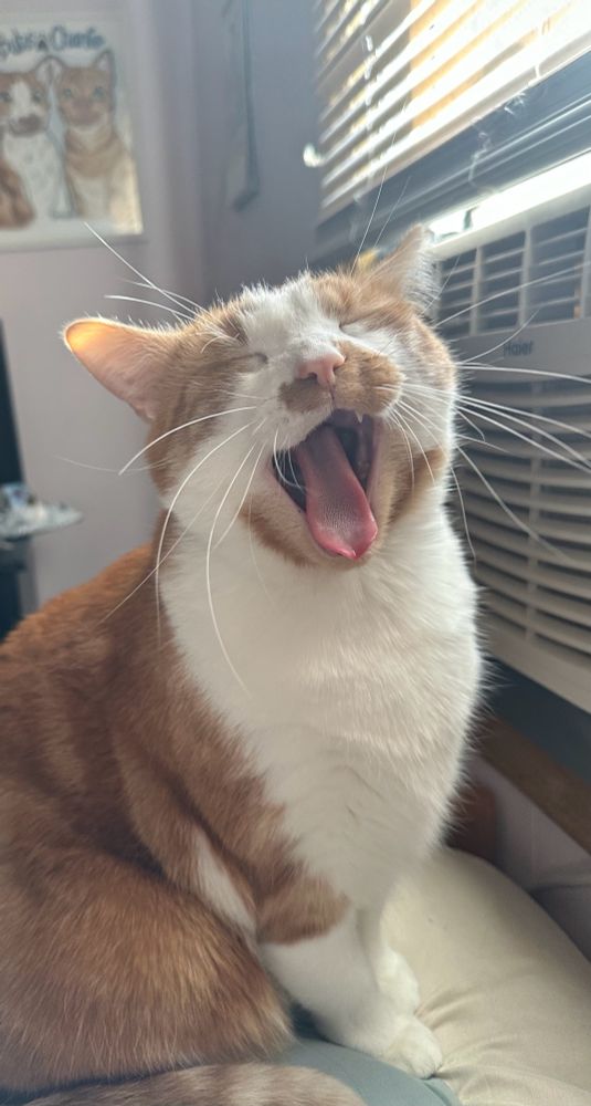 Orange and white cat yawning very expressively 